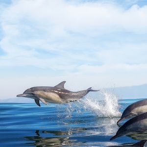 Meet your Posher, Monique